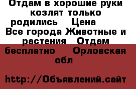Отдам в хорошие руки козлят.только родились. › Цена ­ 20 - Все города Животные и растения » Отдам бесплатно   . Орловская обл.